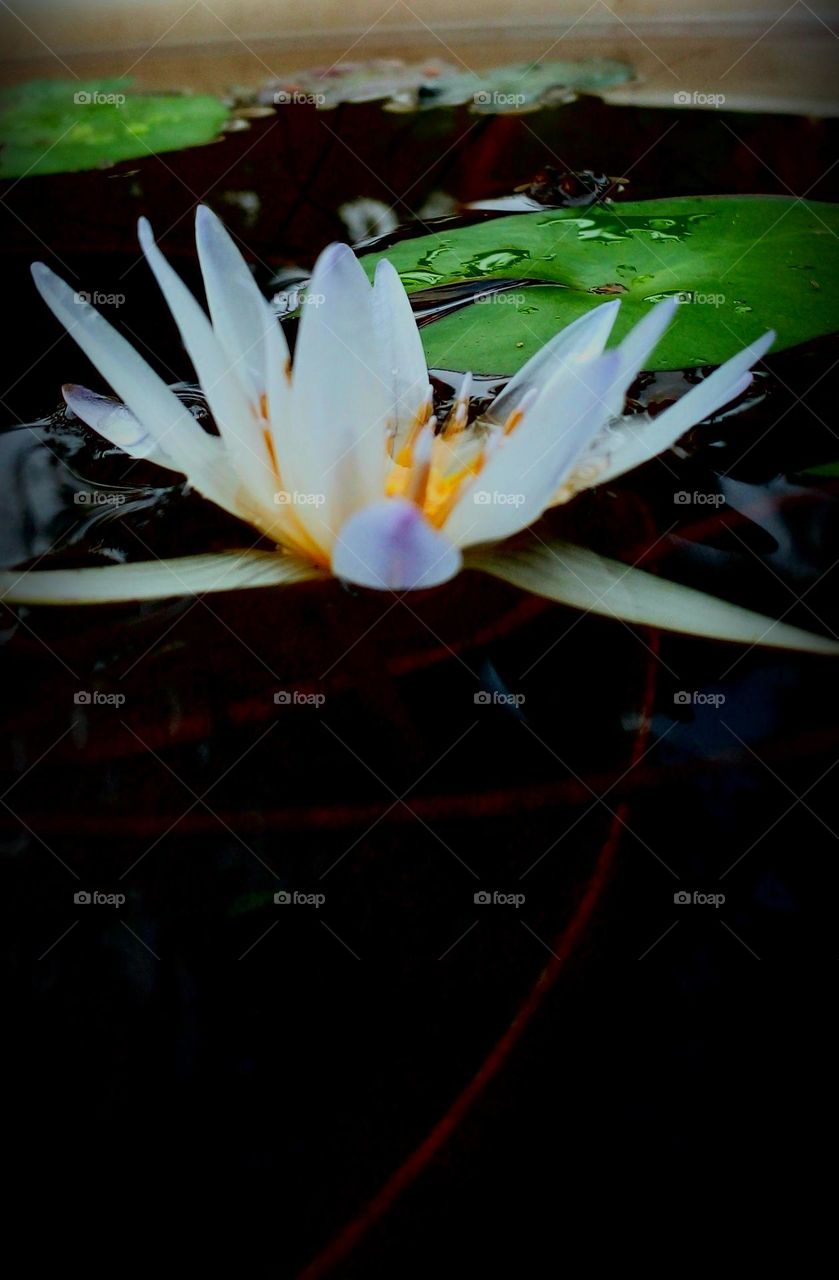 naturelove, beautiful flowers, drak background, morning click