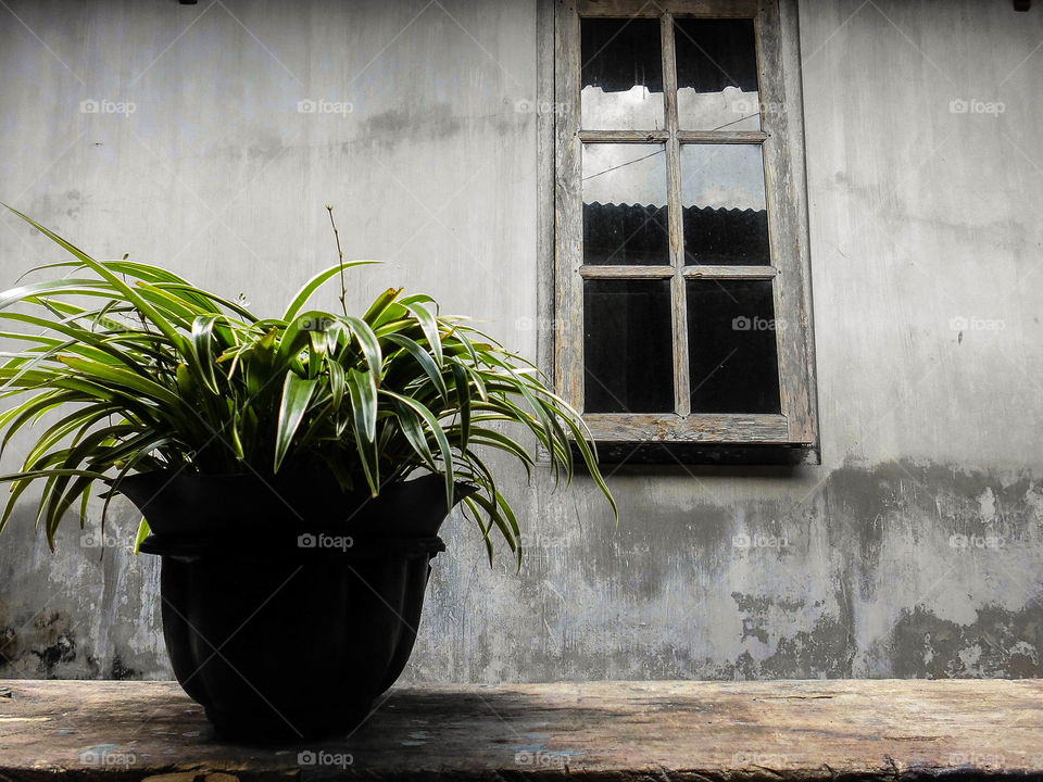 Potten plant against old building