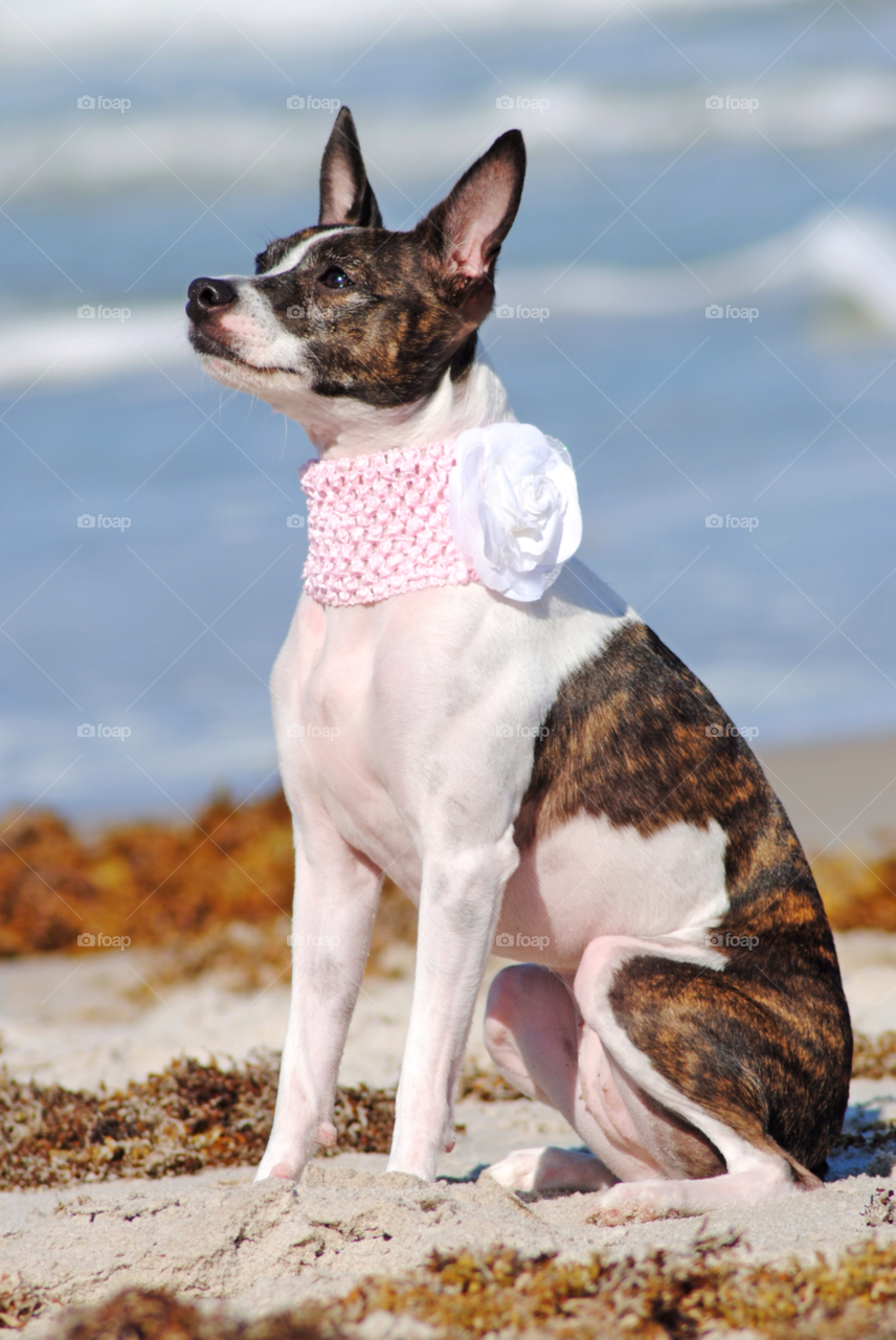 dog seaweed melbourne beach terrier mix by sher4492000