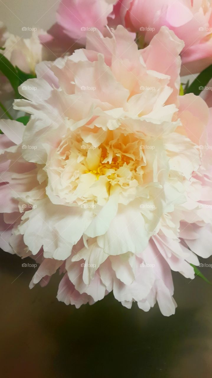 peony