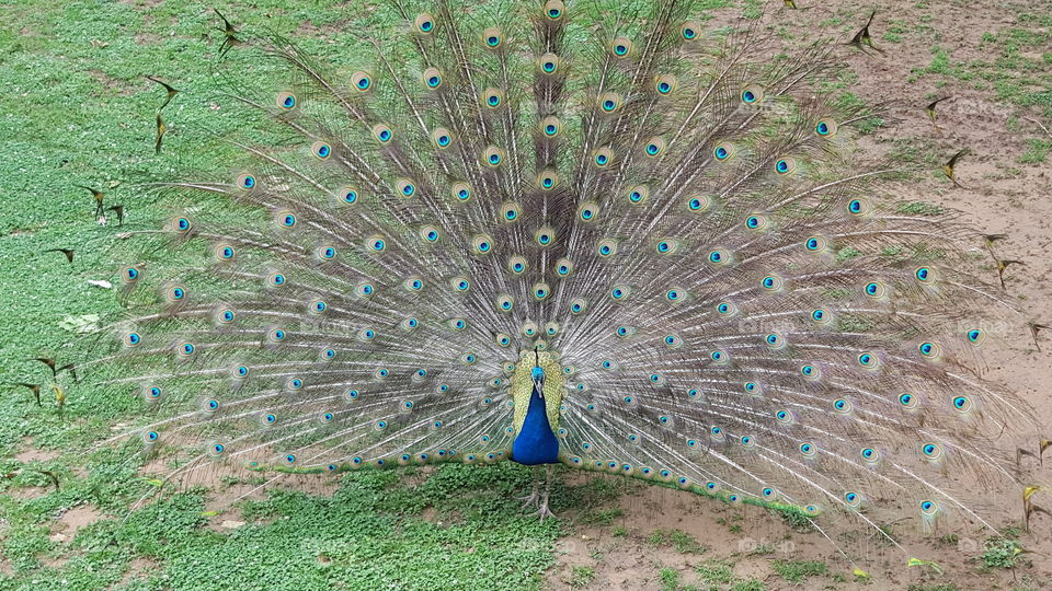 Peacock showing feathers