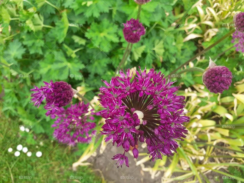 ornamental onion