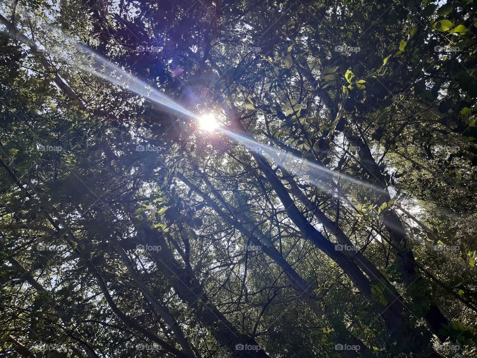 With one with nature. As the trees stand tall, the sun glares through with a blinding touch.