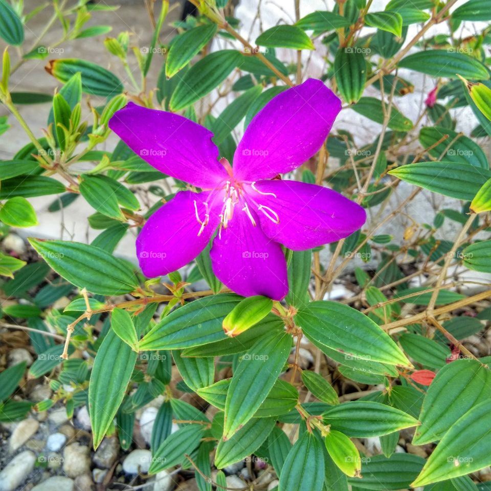 purple flower