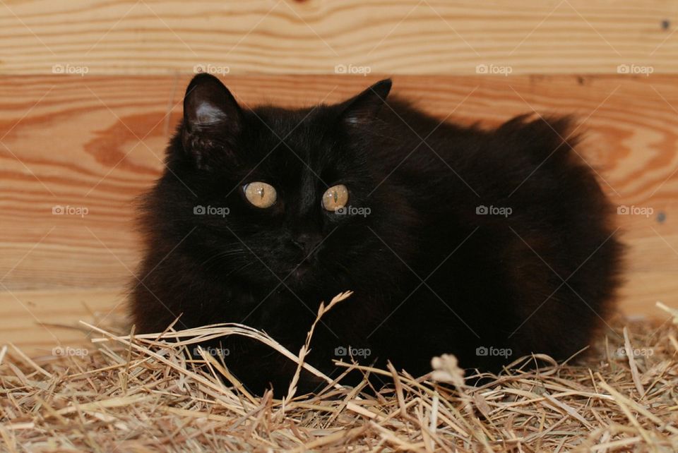 black barn kitty