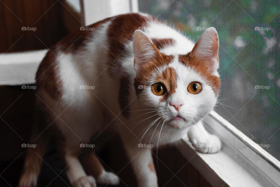 Cute cat
