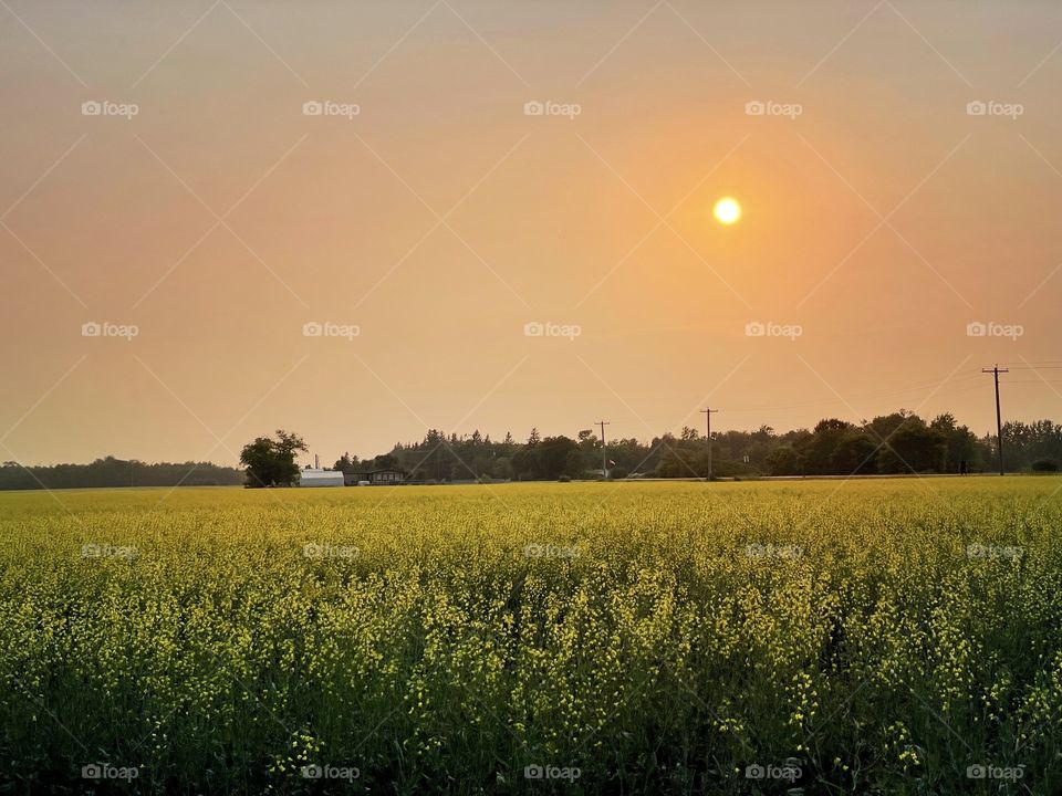 Smoky sunset over a canola field 