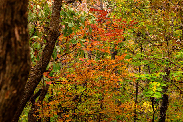 orange and red leafs