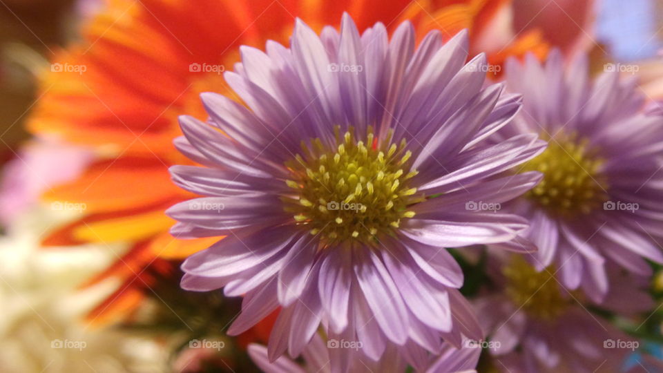 Flowers in a bouquet.