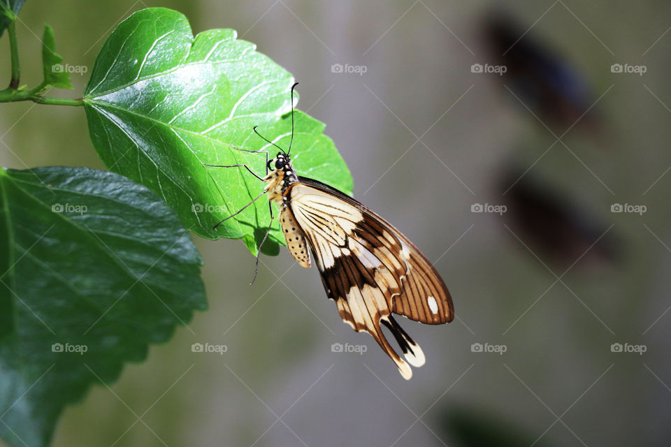 Gorgeous brown butterfly sitting on a leaf