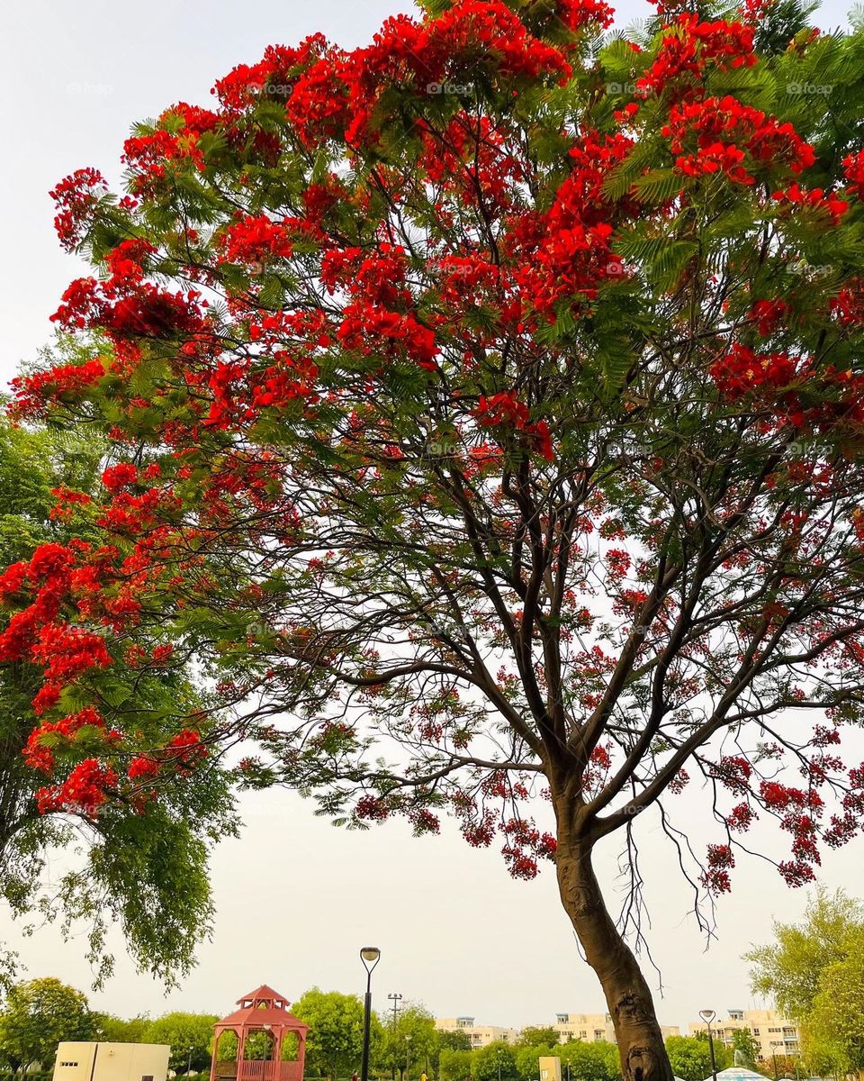 Beautiful Gulmohar tree