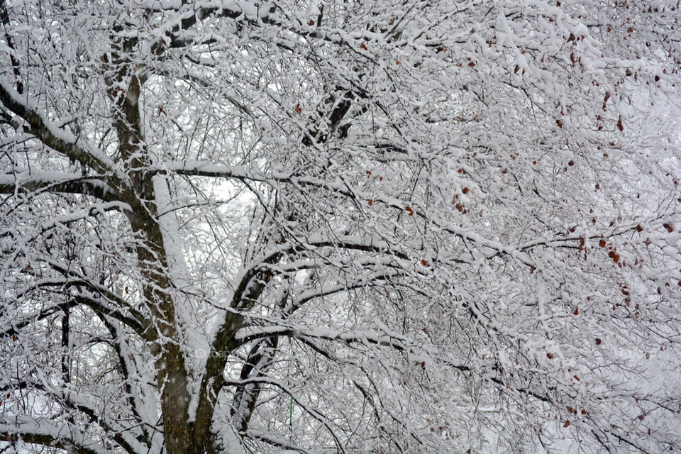 Tree snow