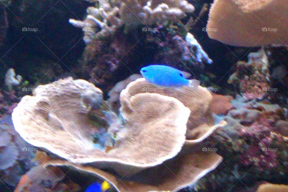 Blue. Fish in a tank.