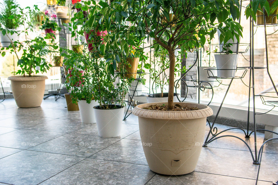 House plants in pots