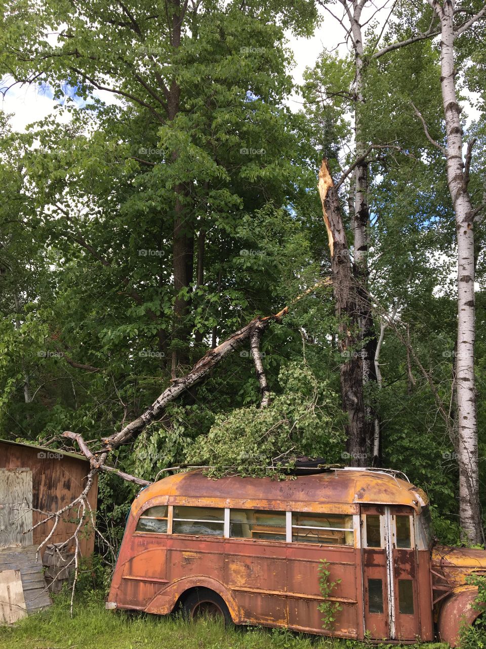 Not even a mighty tree will damage this old bus!