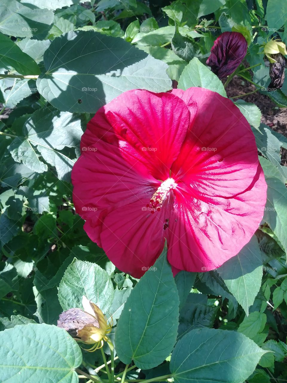 wine red hibiscus flower in the middle of summer in Westrem Maryland USA. colorful flower on its first day of blooming. beautiful sunny day wirk sunshine coming through the cracks of the trees.