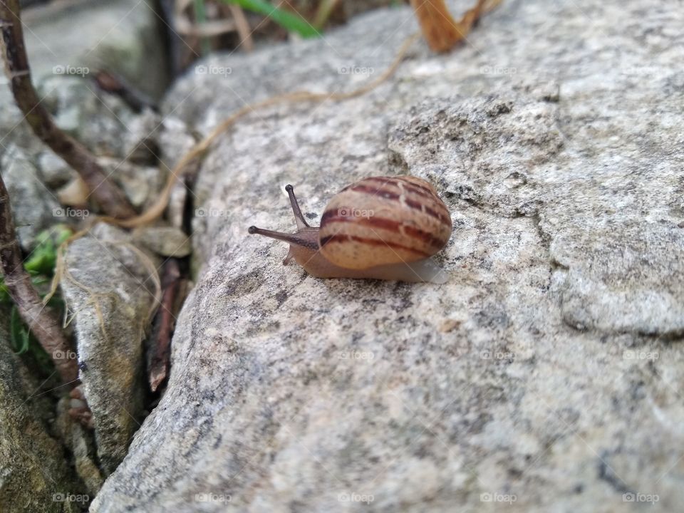 Snail