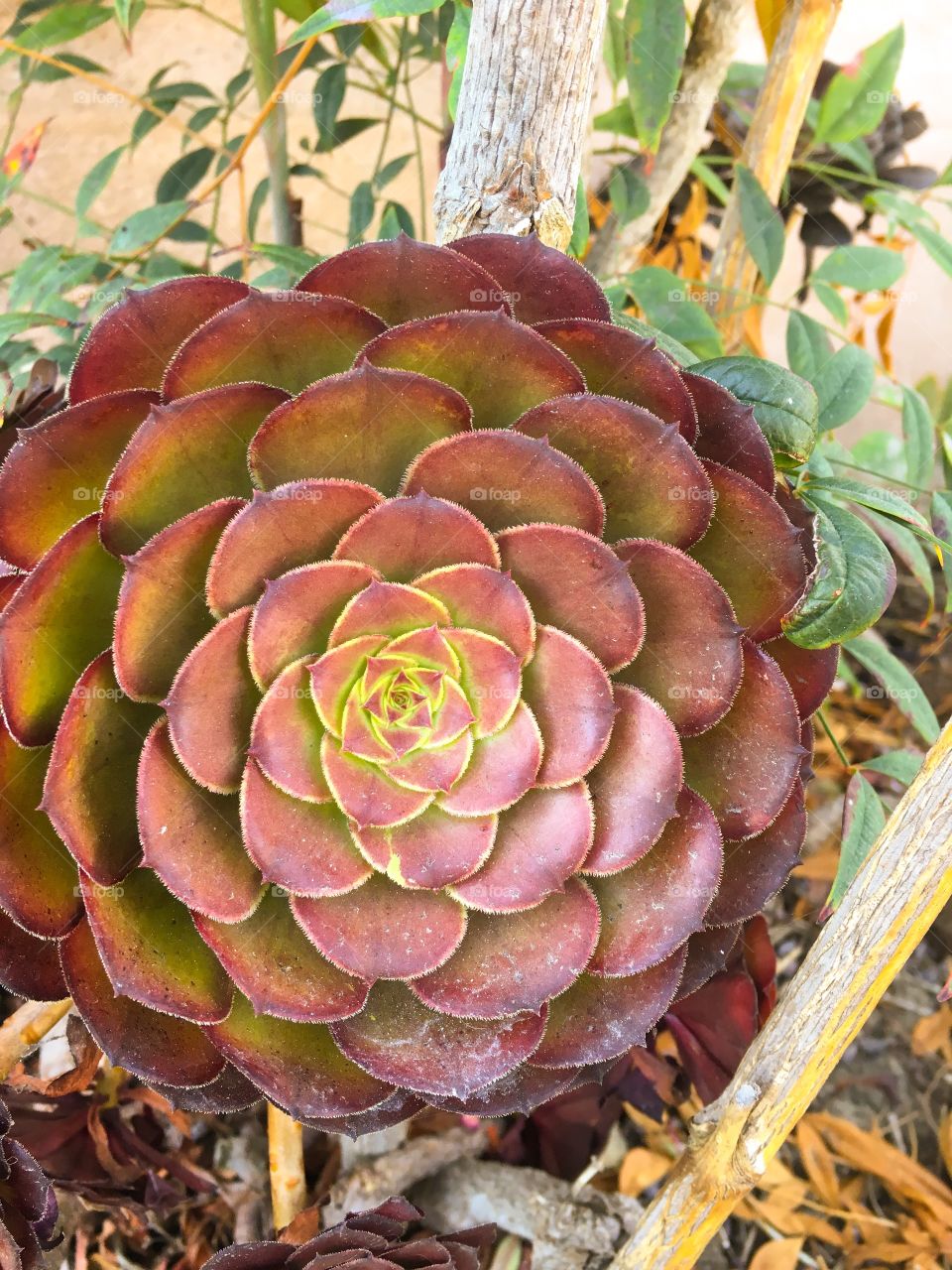 Succulent