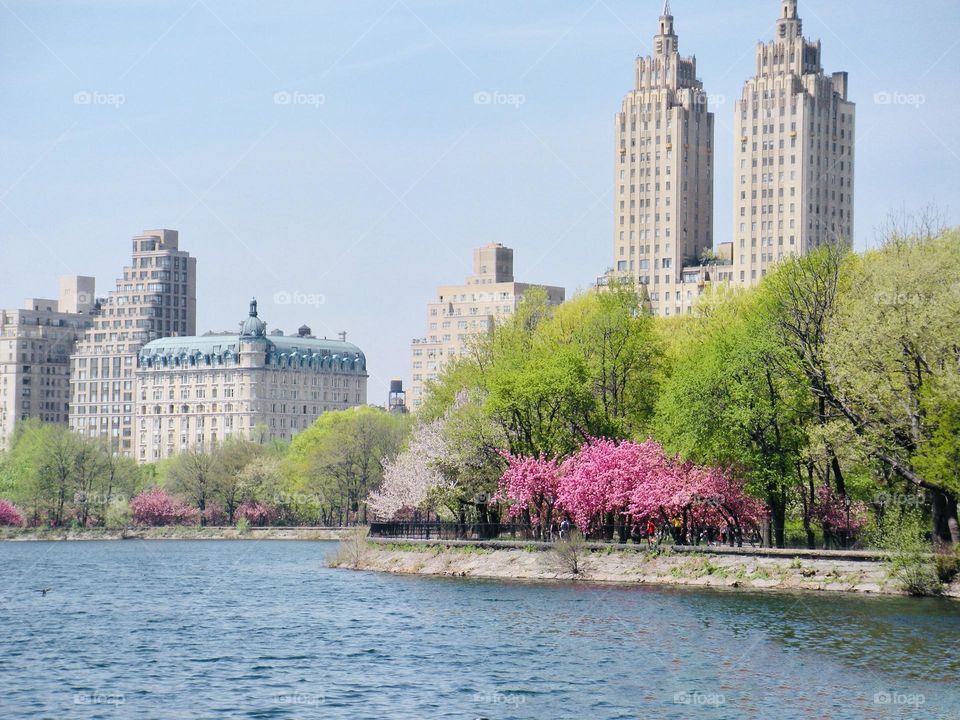 Spring time around the reservoir in Central Park , New York. The lake, the flowering trees and the city backdrop is picture perfect. 