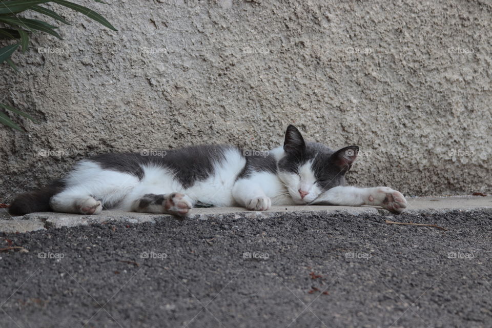 cat is having a siesta in Cres town