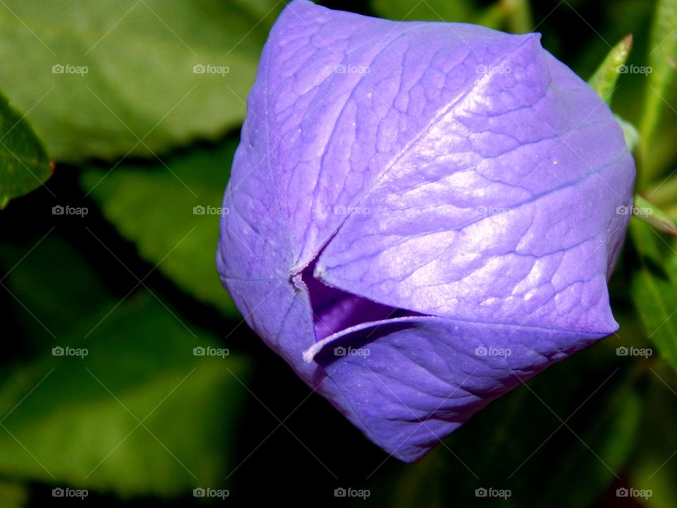 close up of a Beautiful blue flower