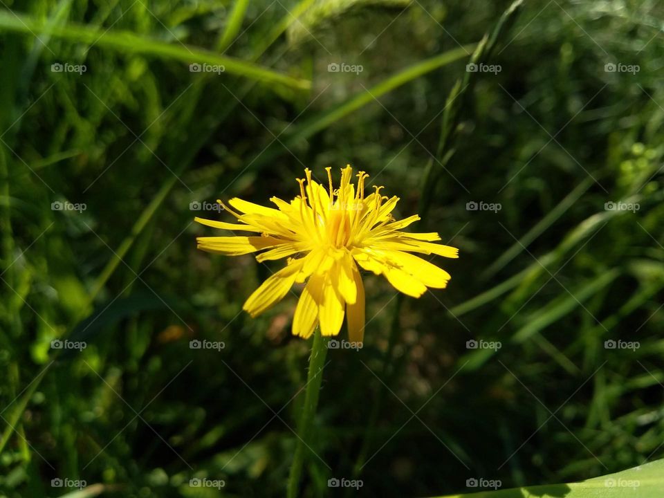 Hieracium laevigatum or smooth hawkweed. Hieracium, known by the common name hawkweed and classically as hierakion. Floral desktop background. Hieracium caespitosum, commonly known as meadow hawkweed