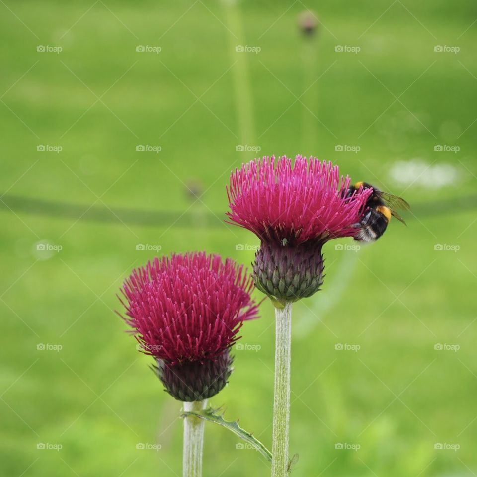 Flower bee