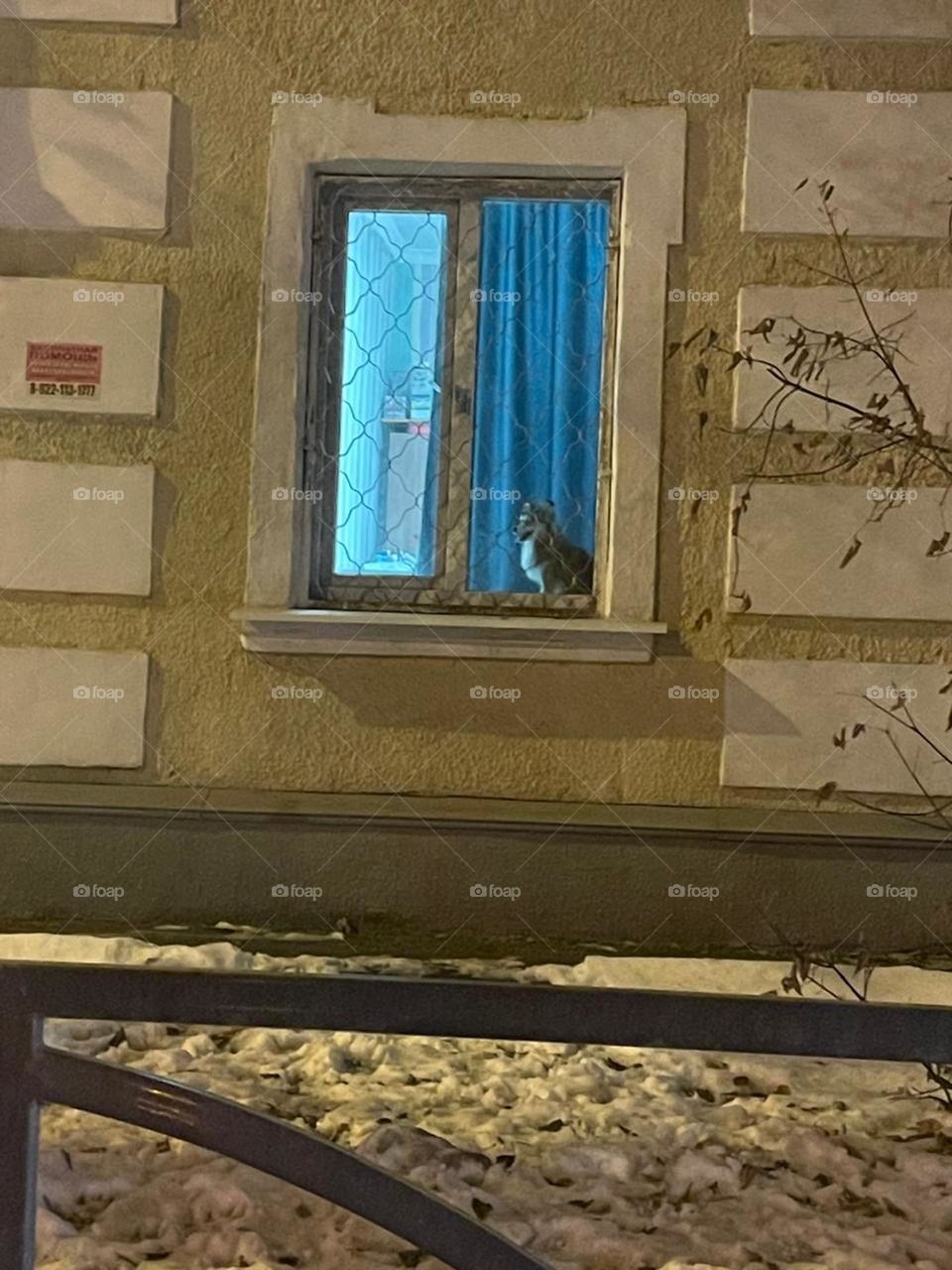 Dog's reflections on life