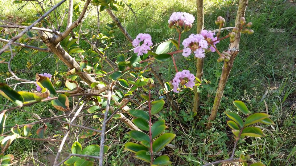 Flowers in my Backyard