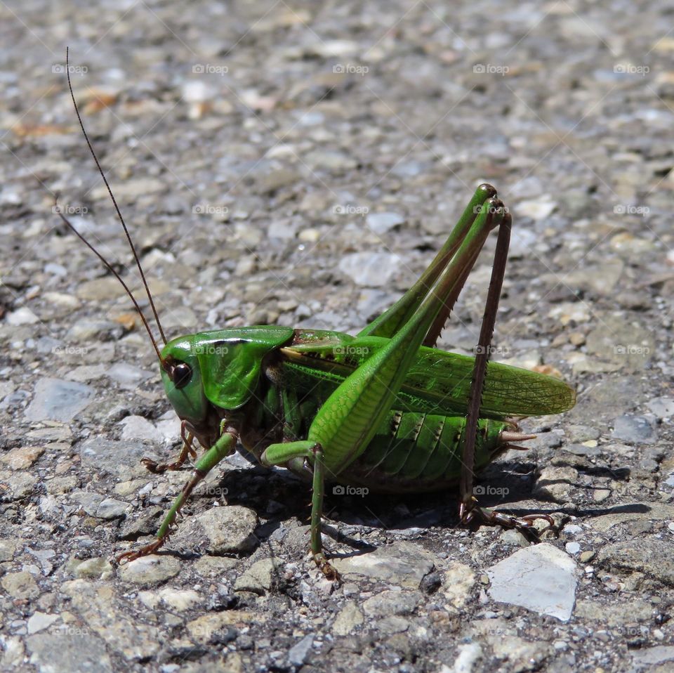 Grasshopper 