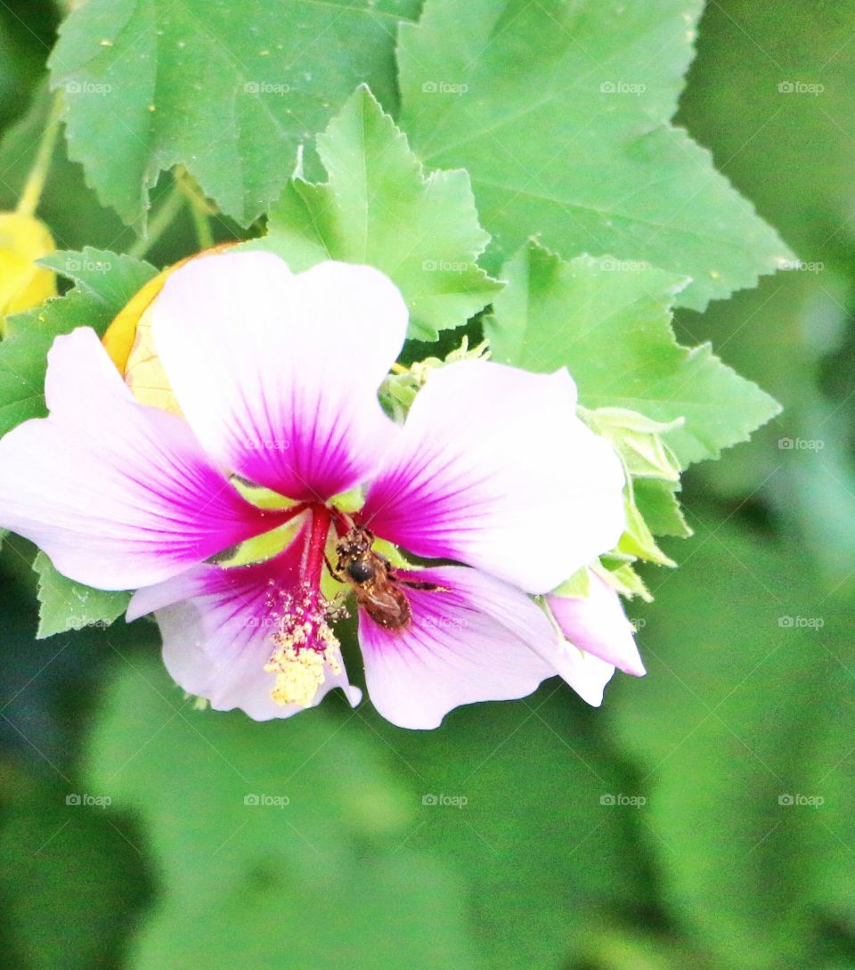 A flower and a bee