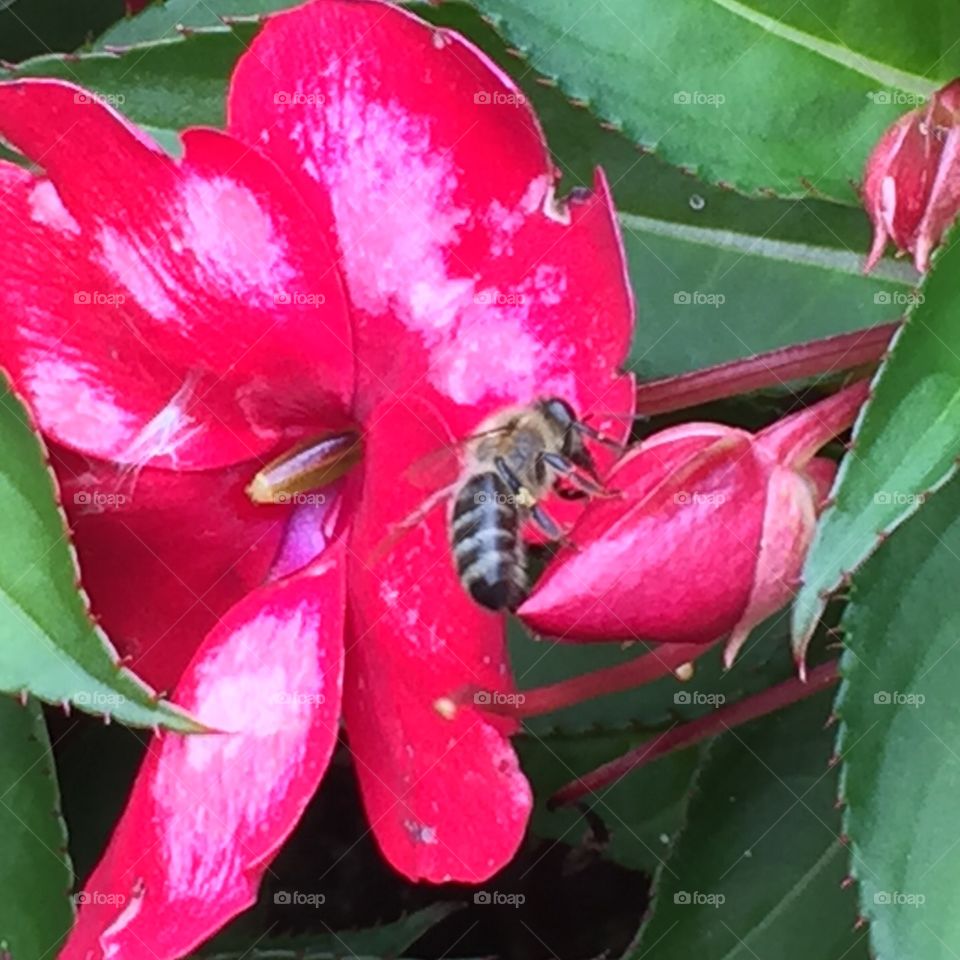 Bee sitting on a fuchsia flower bud