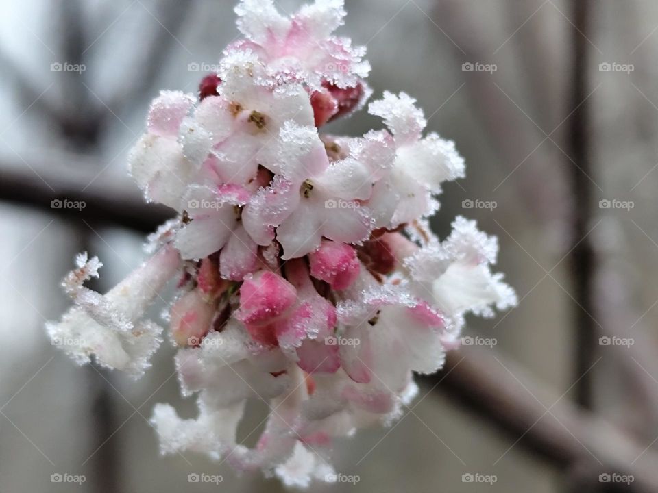 Frost Blumen