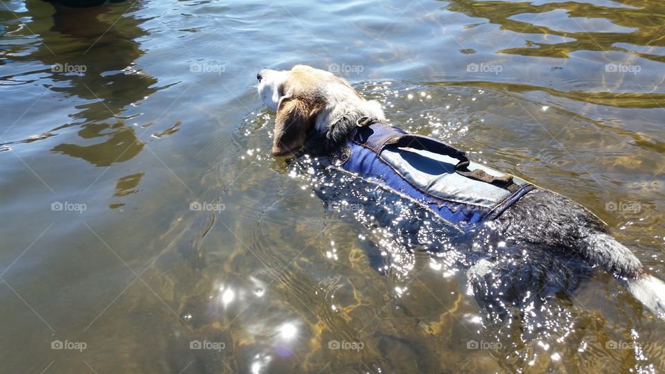 swimming beagle in life jacket