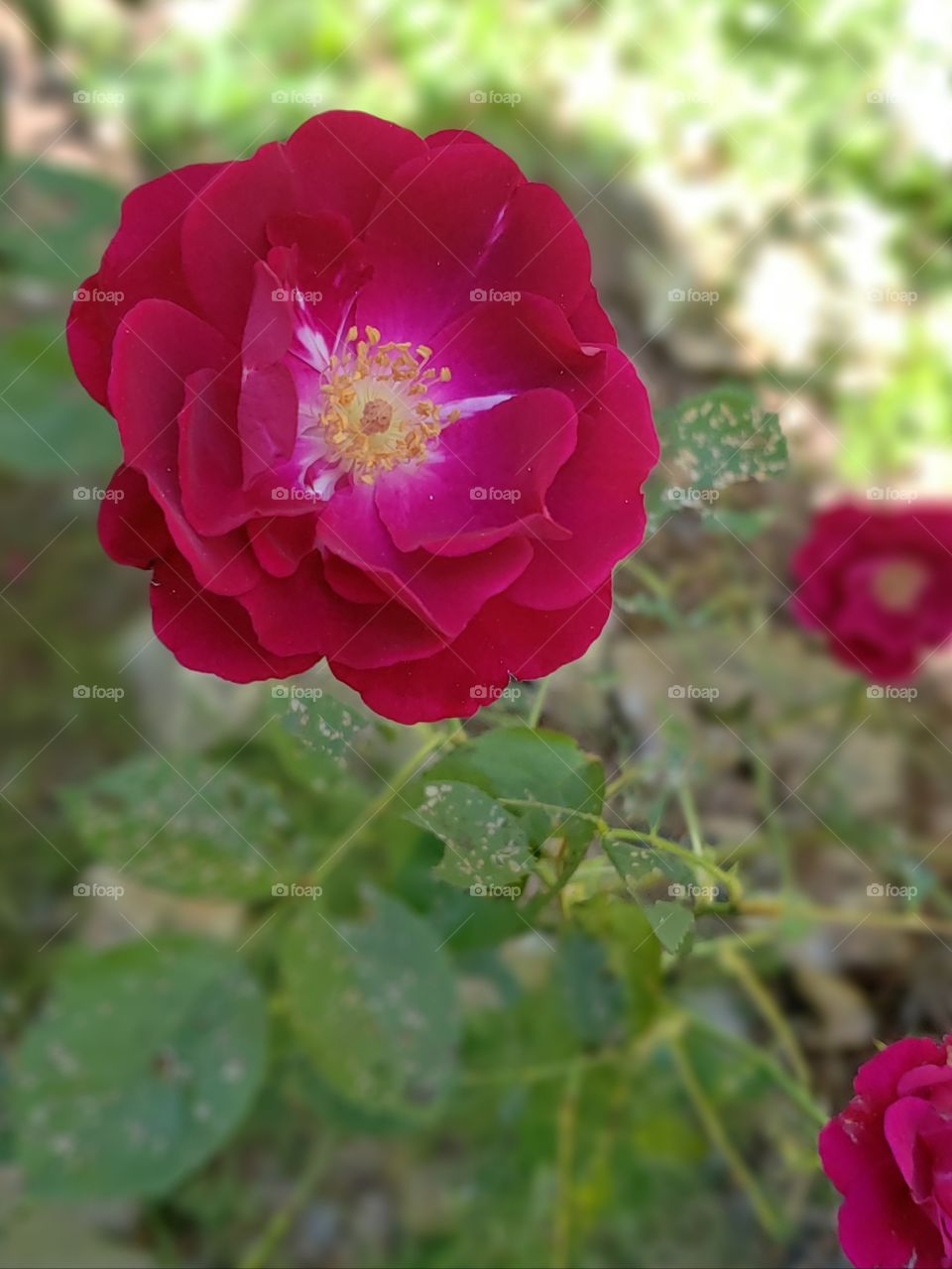 Rose growing in shade, beauty among thorns