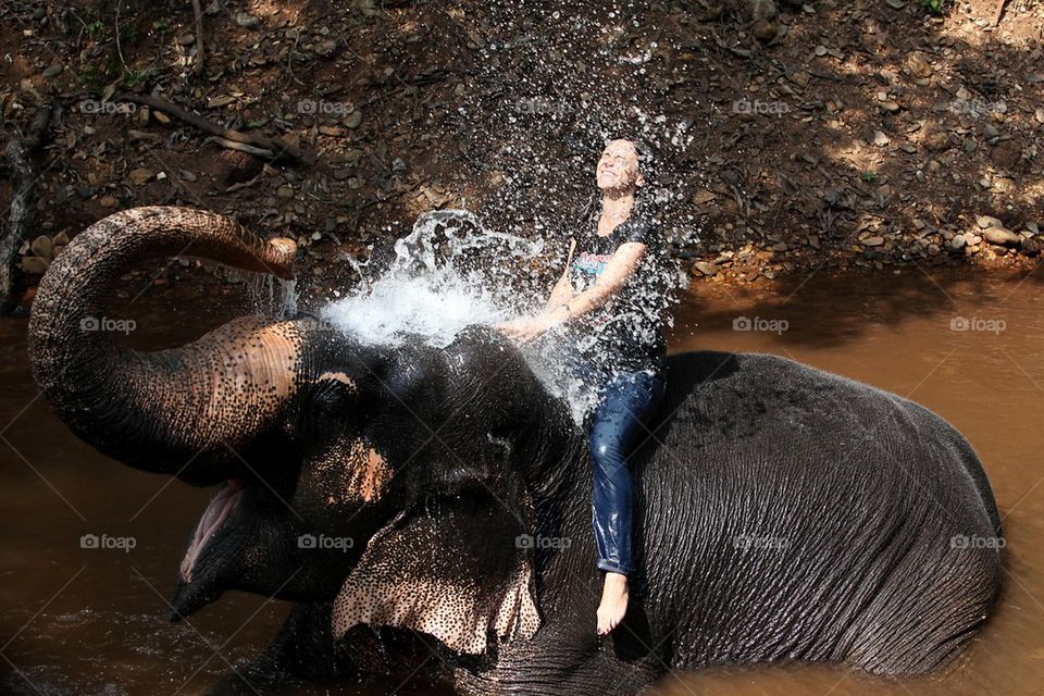 Elephant shower in Goa