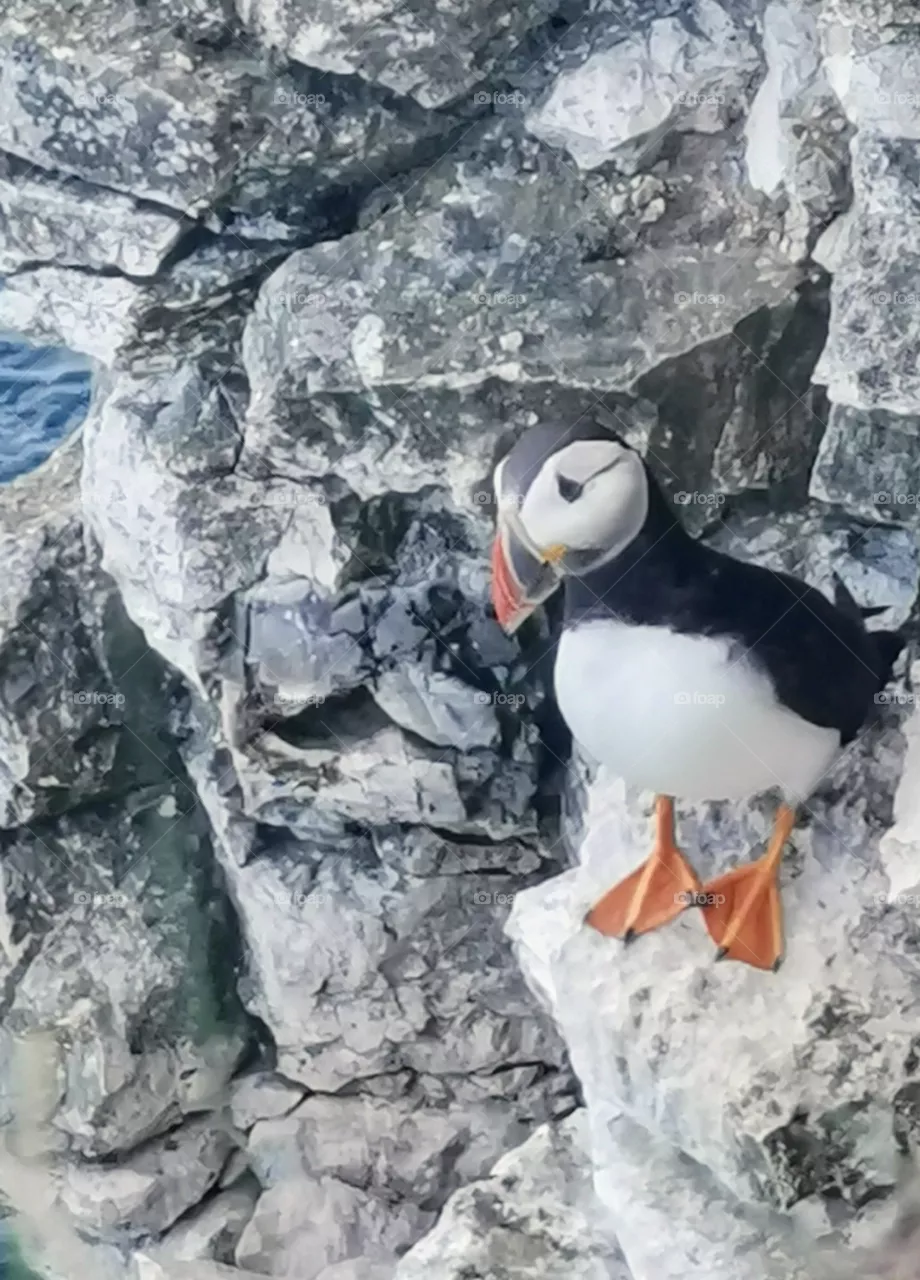 Puffin