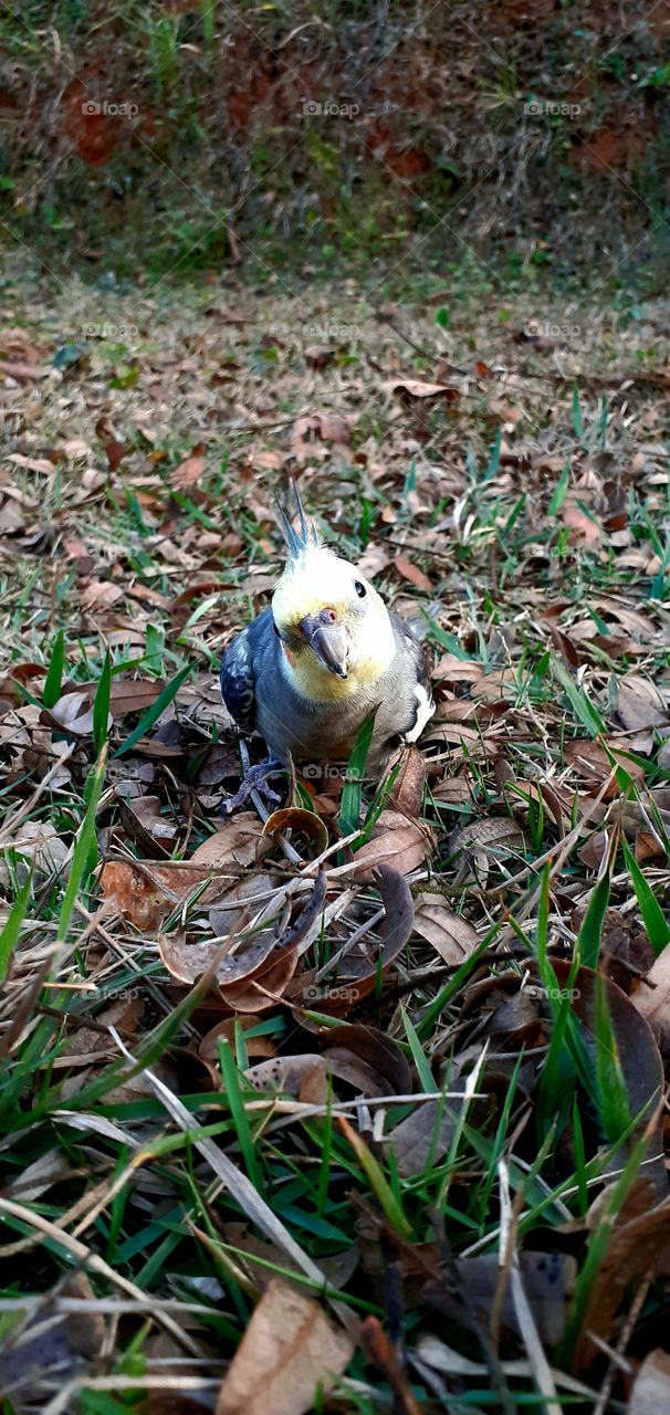 calopsita na natureza