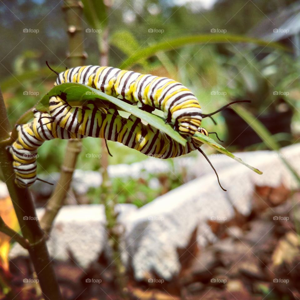 two monarch caterpillars eat away at milkweed.
