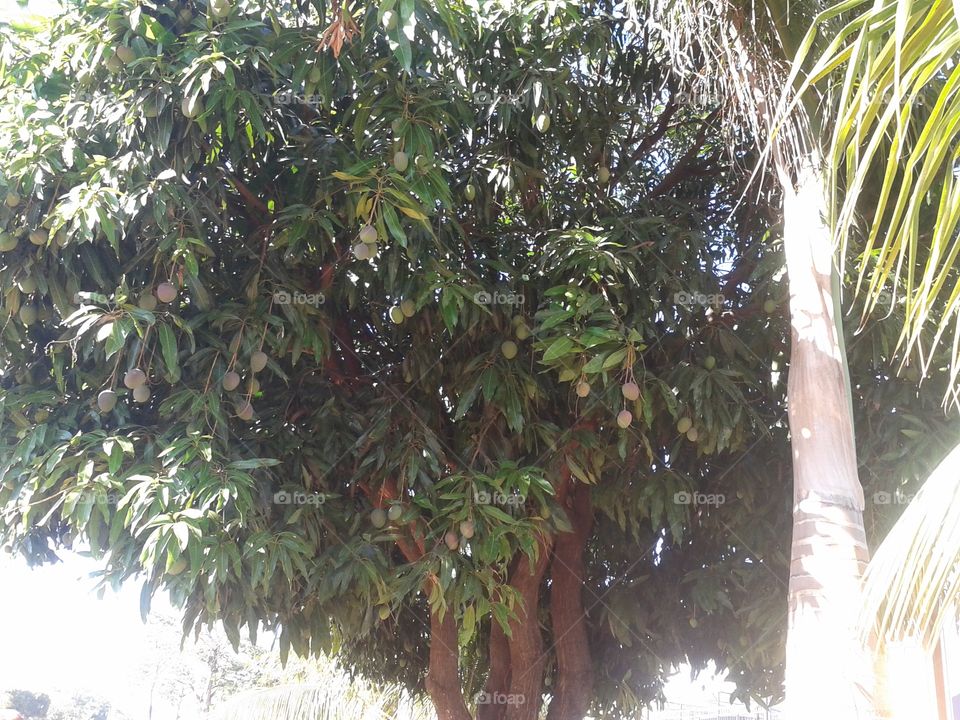 mango tree loaded with fruits