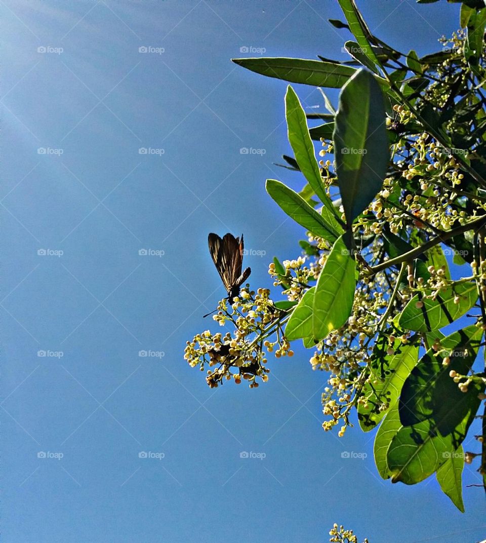 A calma borboleta entre o céu e a luz.