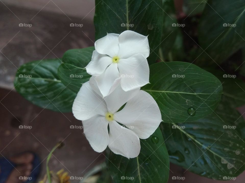 periwinkle white flower looks very beautiful generally found everywhere fresh seasonal