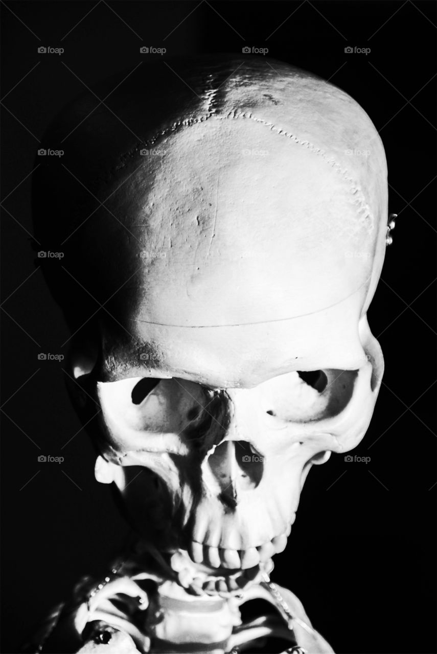 Skull. Skeleton 