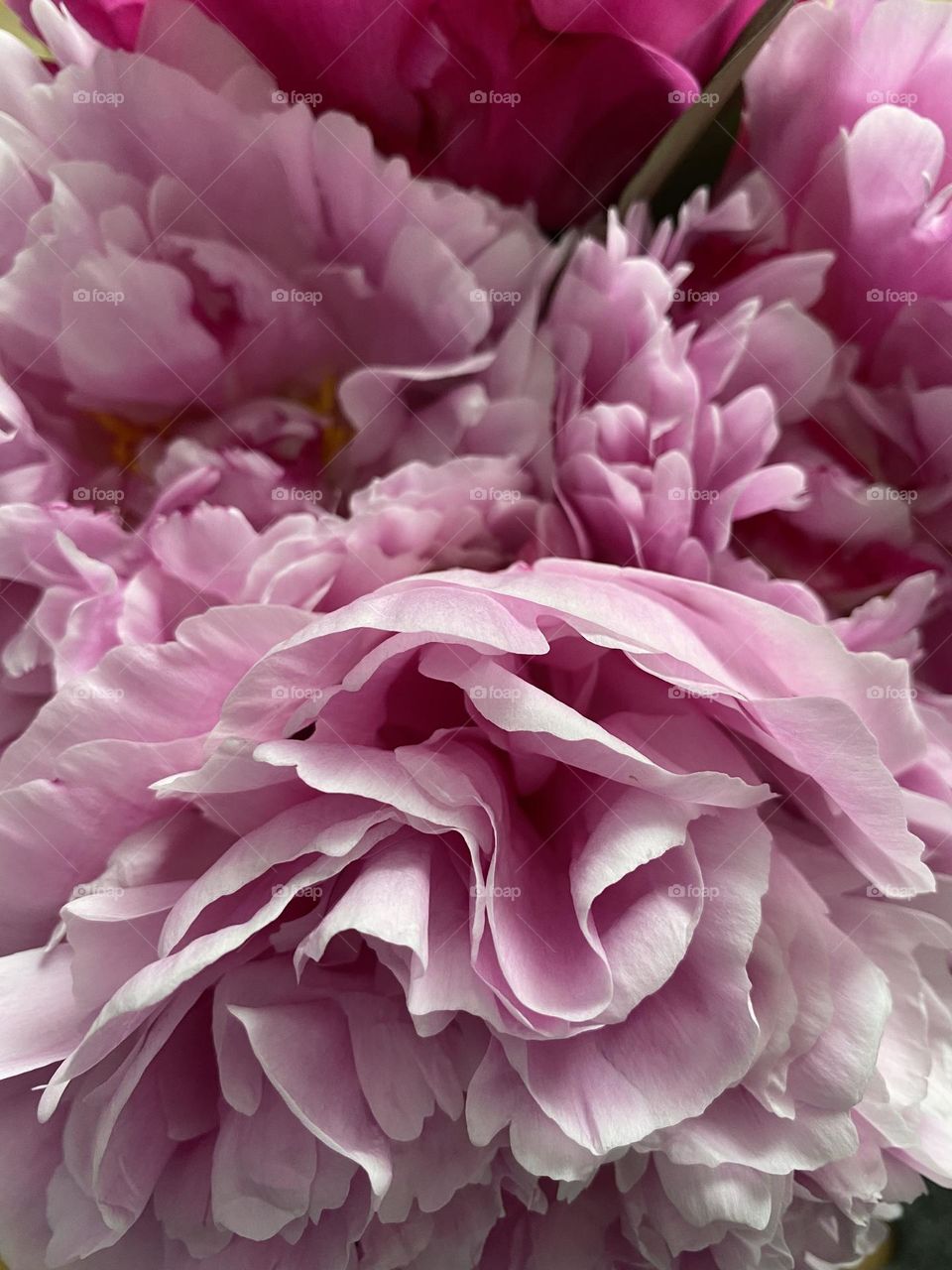 Peonies