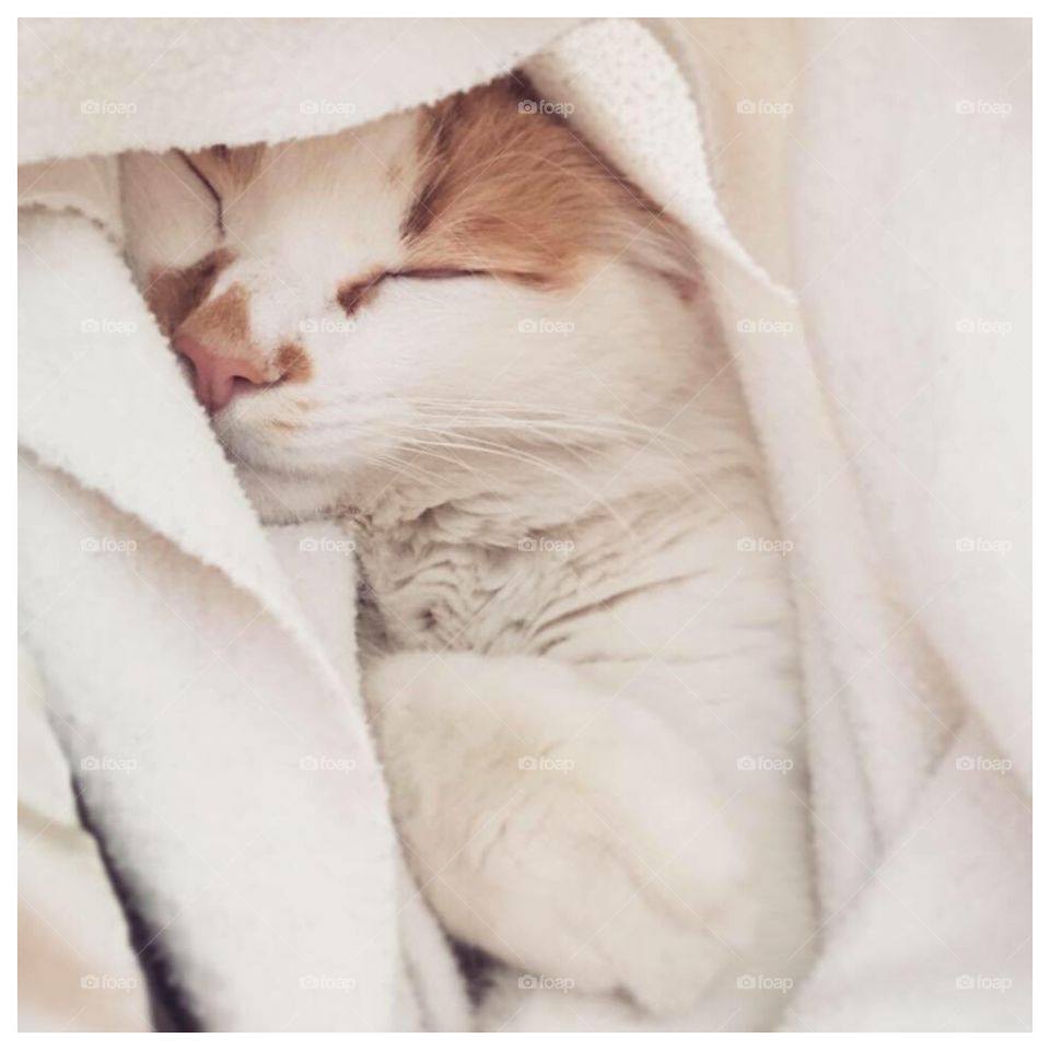 Kitty in a blanket 