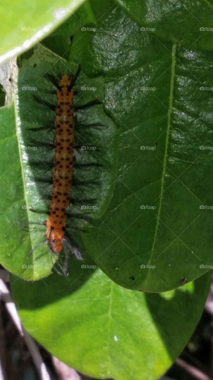 Insect, Invertebrate, Larva, Caterpillar, No Person