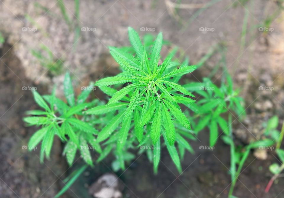 Closeup of marijuana plant