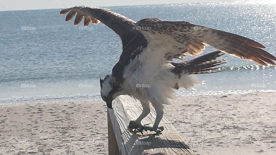 Osprey