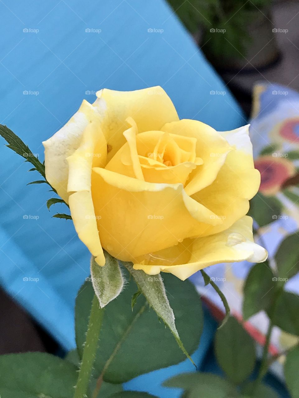 Yellow rose in bloom with bright blue and multi color pillows in the background 