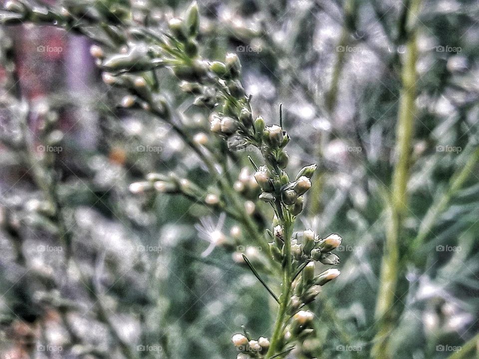 Spring makes its own statement, so loud and clear that the gardener seems to be only one of the instruments, not the composer

 ~Geoffrey B. Charlesworth